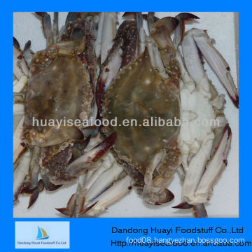 frozen swimming crab sea crab